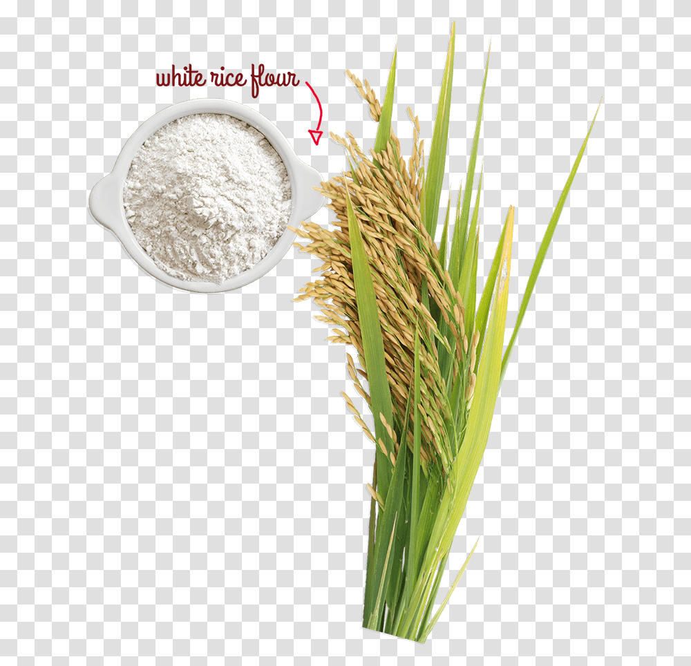 Rice Tree, Plant, Grass, Vegetable, Food Transparent Png