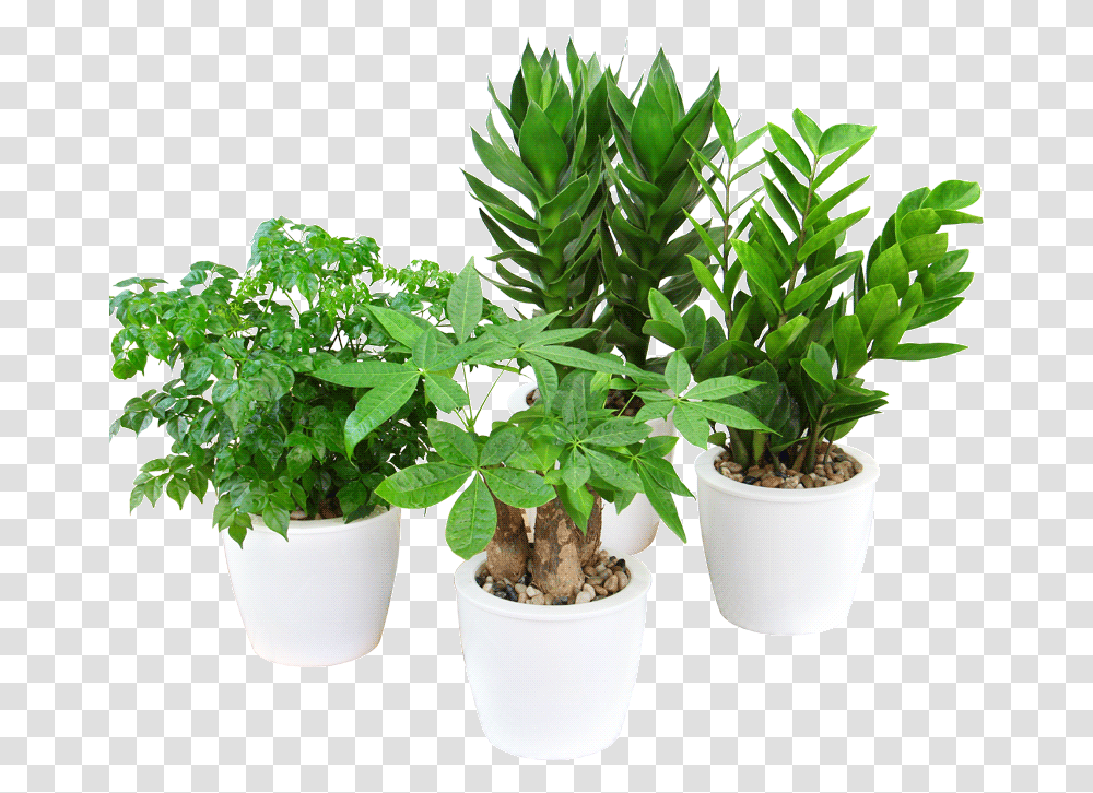 Rich Bamboo Water Hydroponics Plant Azalea Flower Big Flowerpot, Leaf, Tree, Potted Plant, Vase Transparent Png