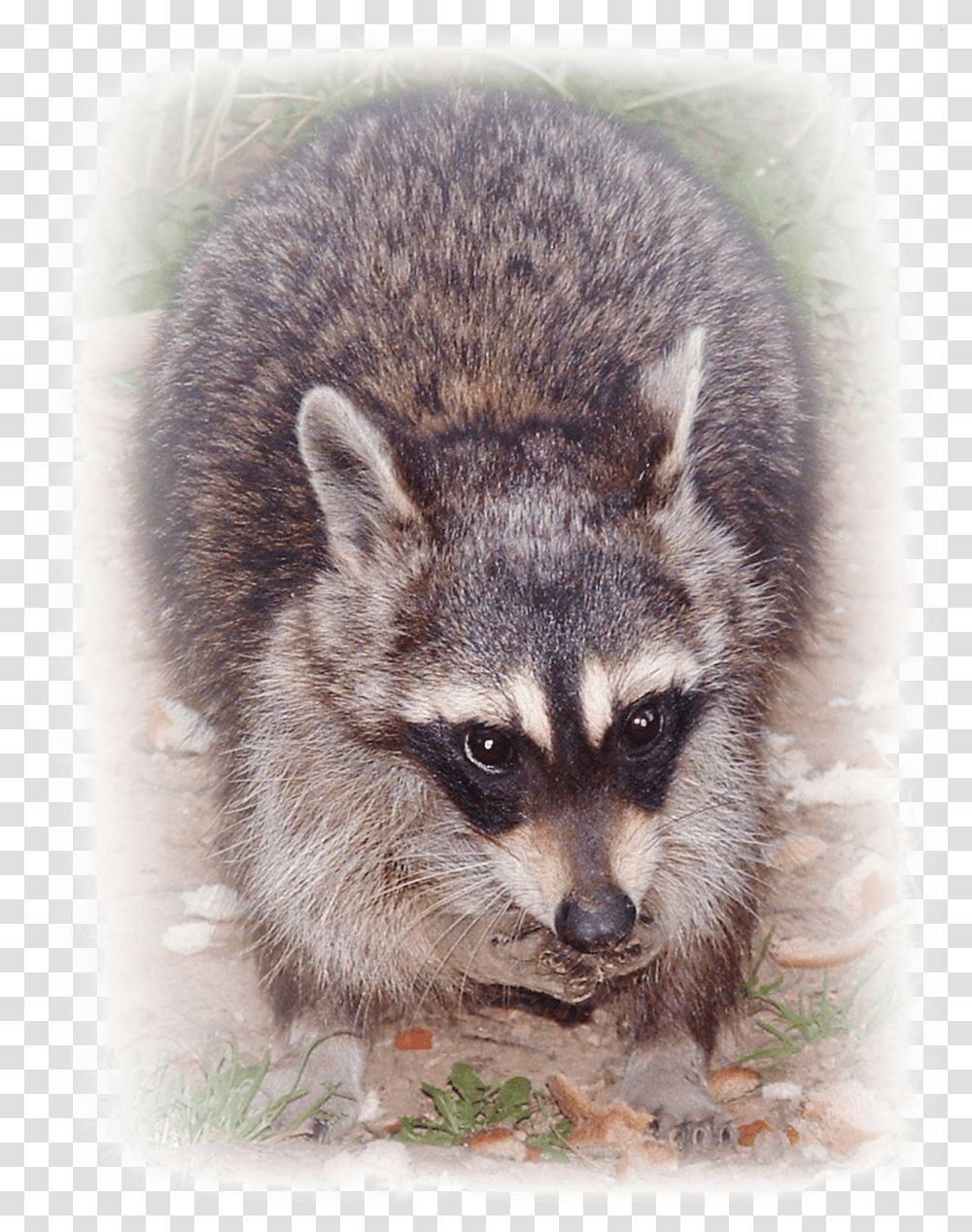 Ricky Raccoon Digital Art Procyon, Mammal, Animal, Bear, Wildlife Transparent Png