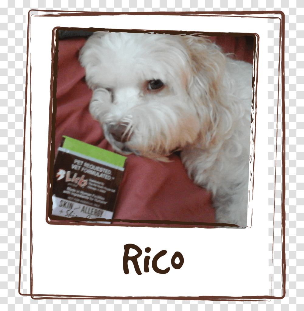 Rico Has Skin Allergy Problem He At Times Constantly, Dog, Pet, Canine, Animal Transparent Png