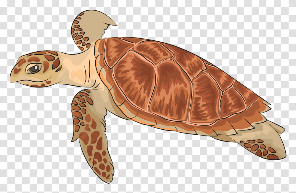Ridley Sea Turtle, Animal, Reptile, Sea Life, Tortoise Transparent Png