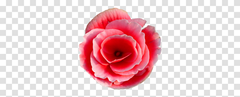 Rieger Begonia Flower Tumblr Begonia Flower Japanese Camellia, Plant, Rose, Blossom, Petal Transparent Png