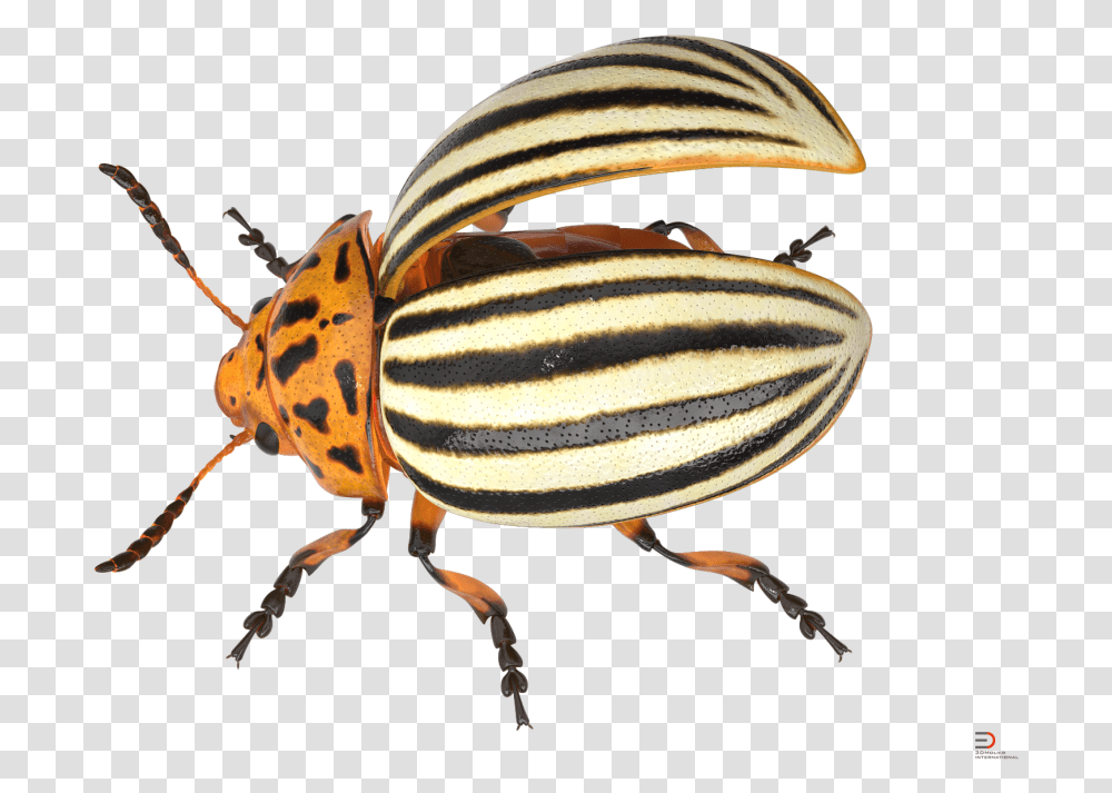 Rigged Royalty Leaf Beetle, Invertebrate, Animal, Insect, Person Transparent Png