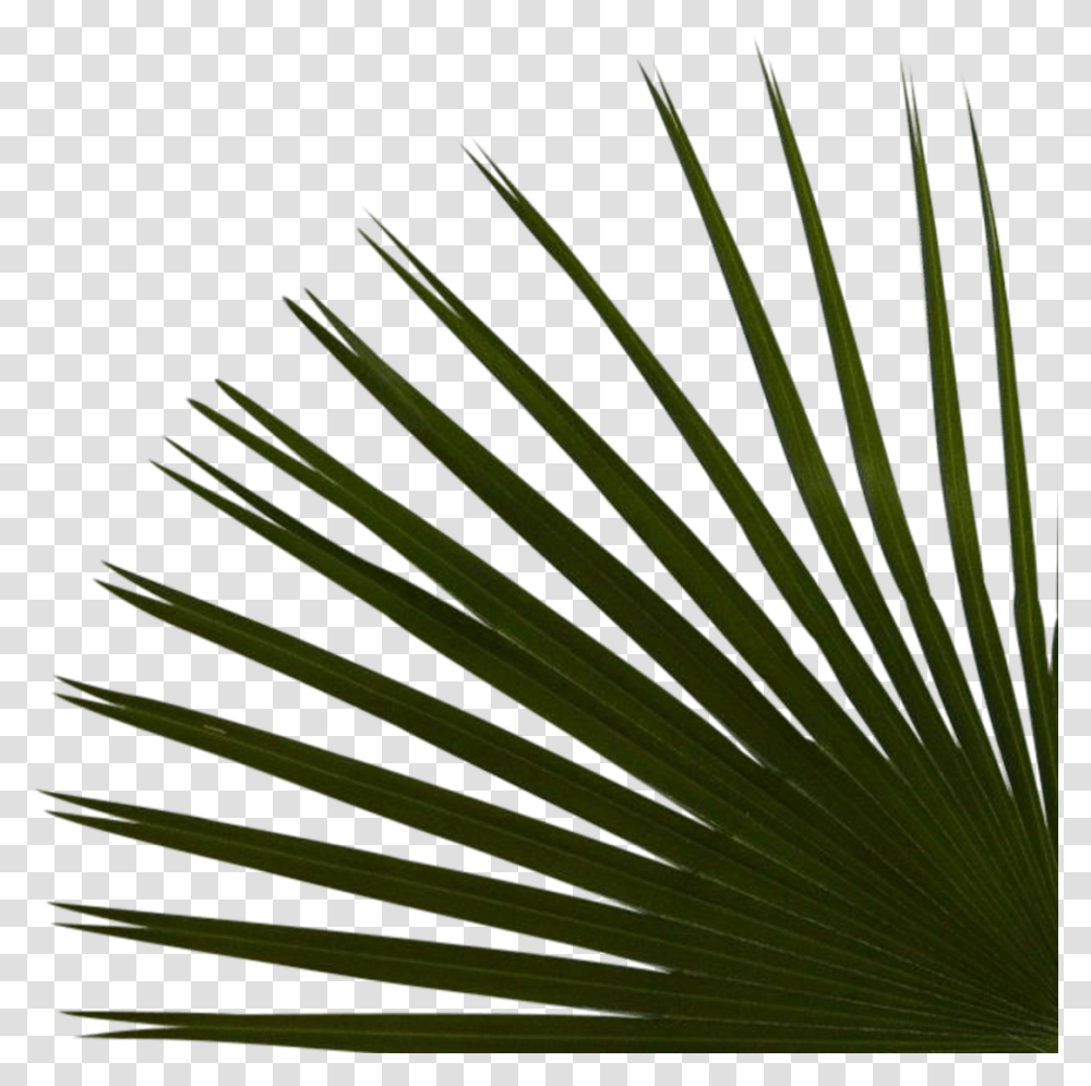 Right Palms Bottom Reduex Saw Palmetto, Plant, Water, Tree, Land Transparent Png