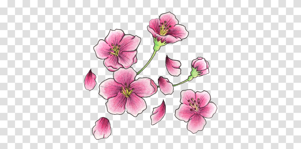 Right Shoulder Cherry Blosoom Flowers Tattoo Cherry Blossom Flower Tattoo, Geranium, Plant, Petal, Anther Transparent Png