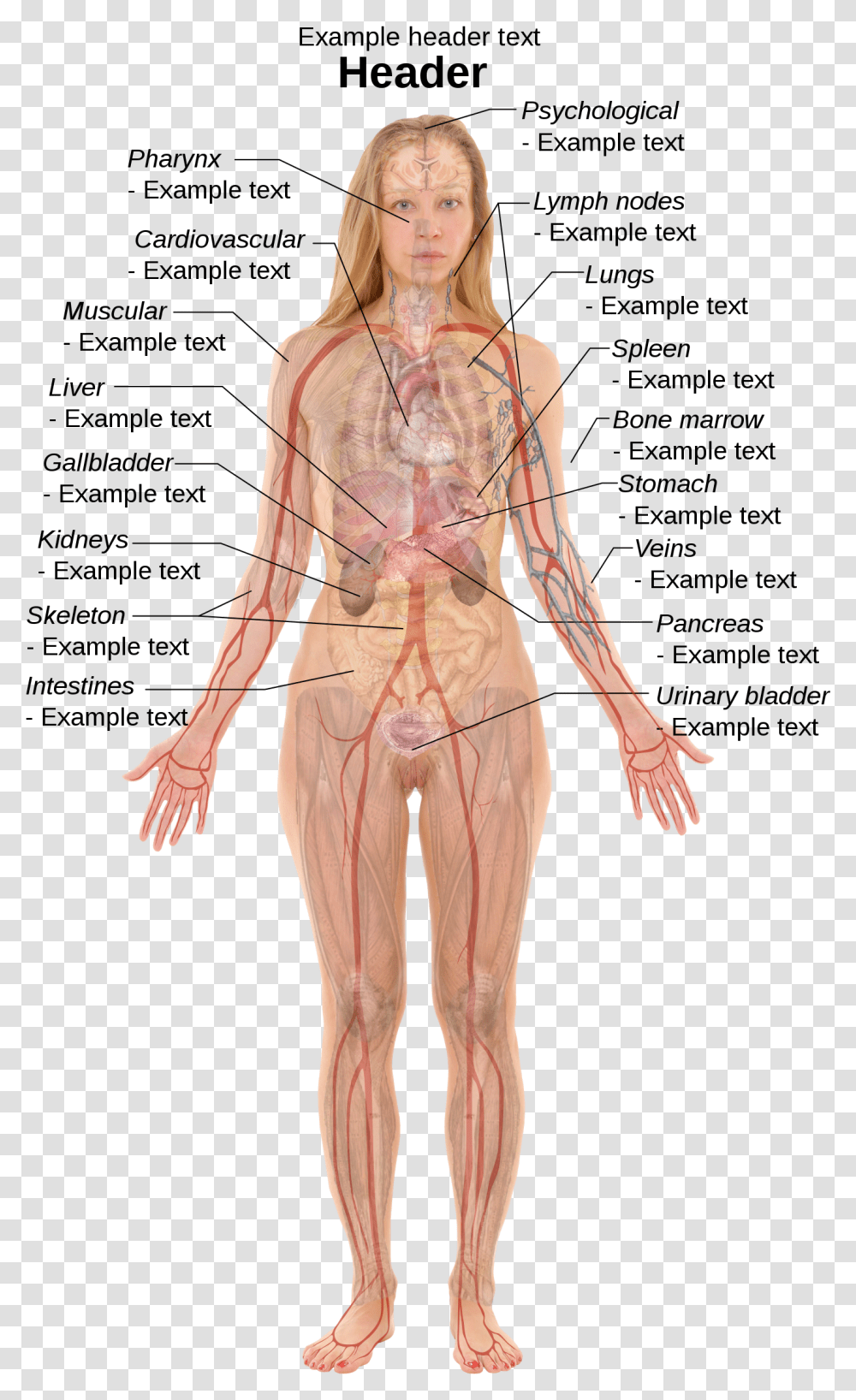 Right Side Female Anatomy Organs, Person, Human, Veins Transparent Png