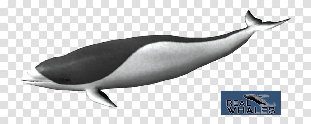 Right Whale Dolphin, Animal, Sea Life, Mammal, Fish Transparent Png