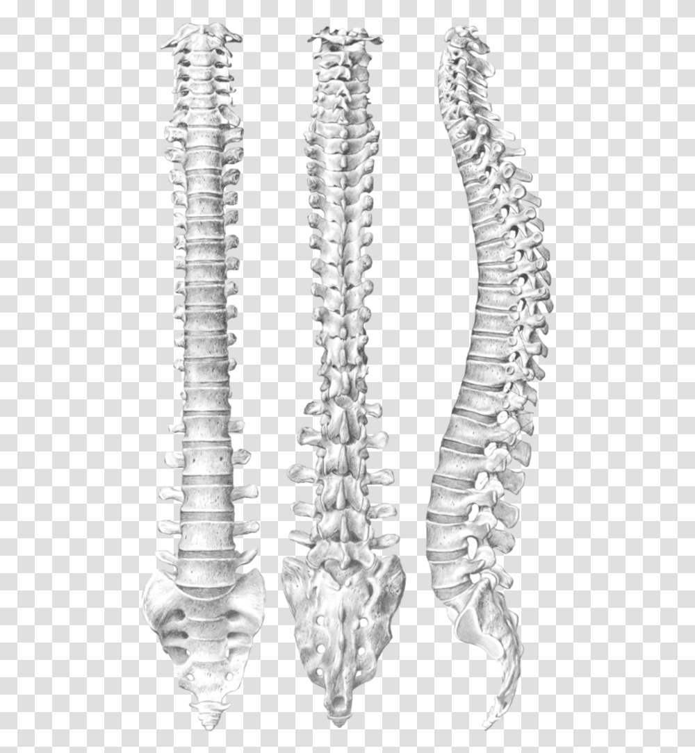 Ring Dinger Spine, Skeleton, X-Ray, Ct Scan, Medical Imaging X-Ray Film Transparent Png