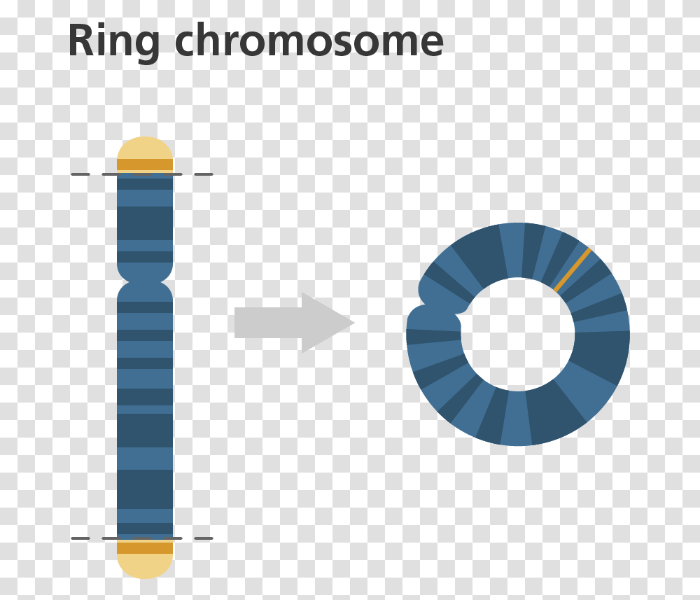 Ring Kromozom, Outdoors, Nature, Building Transparent Png