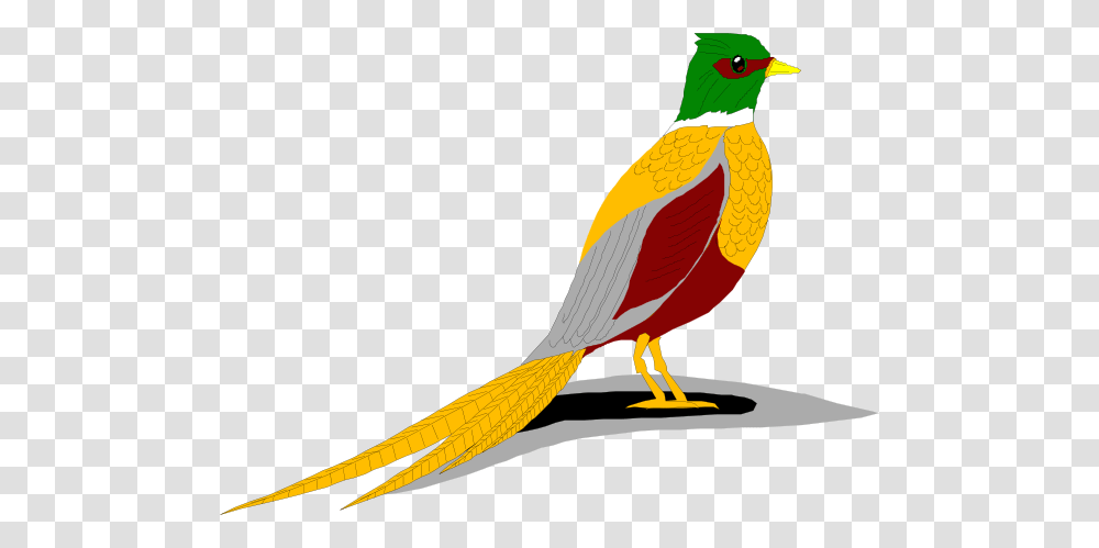 Ring Necked Pheasant Clip Arts Download, Bird, Animal, Beak Transparent Png