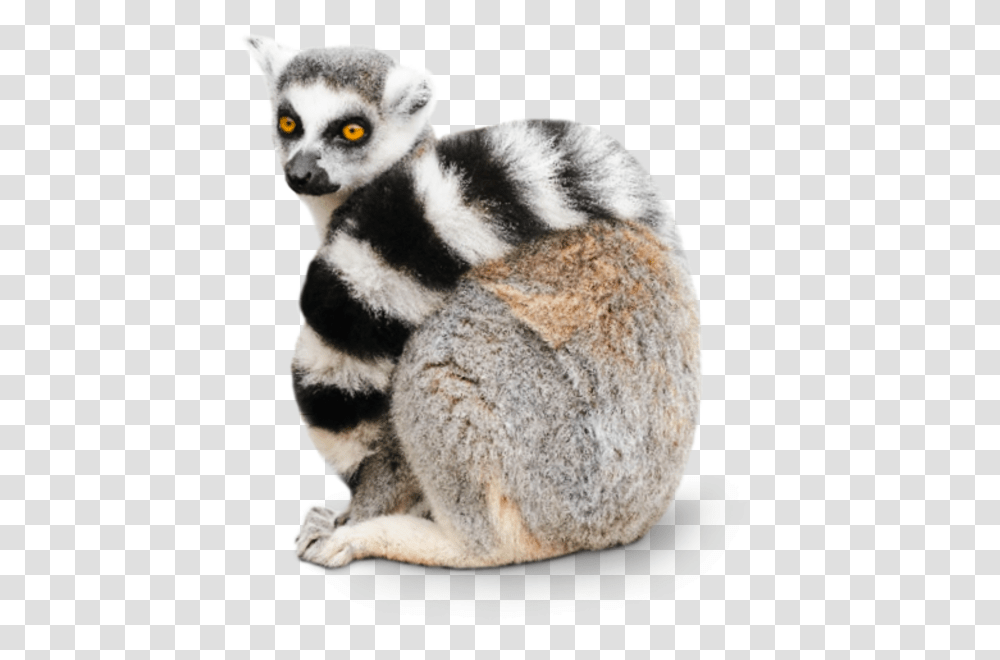 Ring Tailed Lemur, Wildlife, Animal, Mammal, Giant Panda Transparent Png