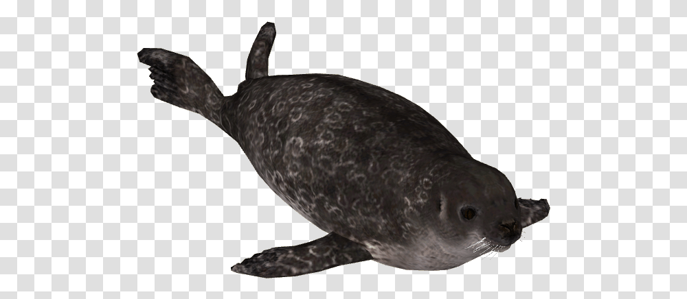 Ringed Seal, Animal, Sea Life, Mammal, Whale Transparent Png