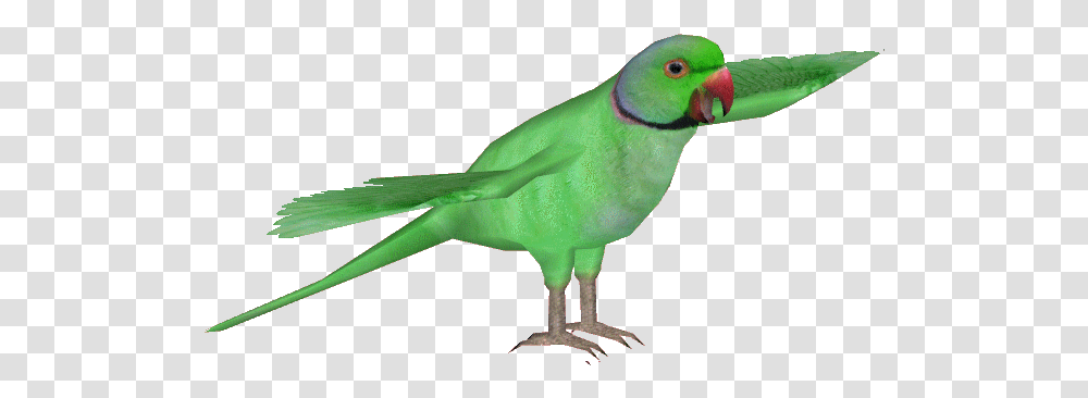 Ringnecked Parakeet Lovebird, Animal, Parrot, Beak Transparent Png