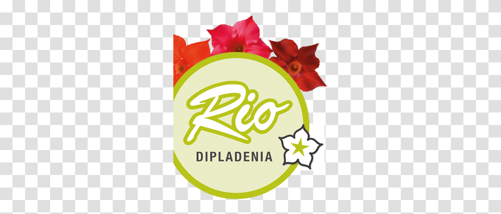 Rio Dipladenia My Favourite Rose, Plant, Graphics, Art, Floral Design Transparent Png