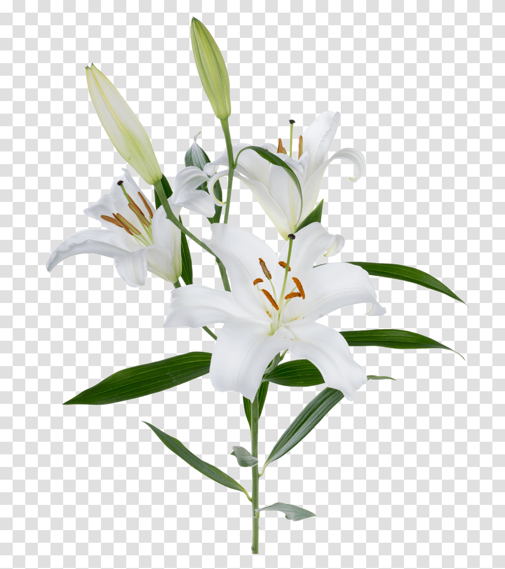Rio Lilies Lily Flower, Plant, Blossom, Amaryllidaceae, Amaryllis Transparent Png