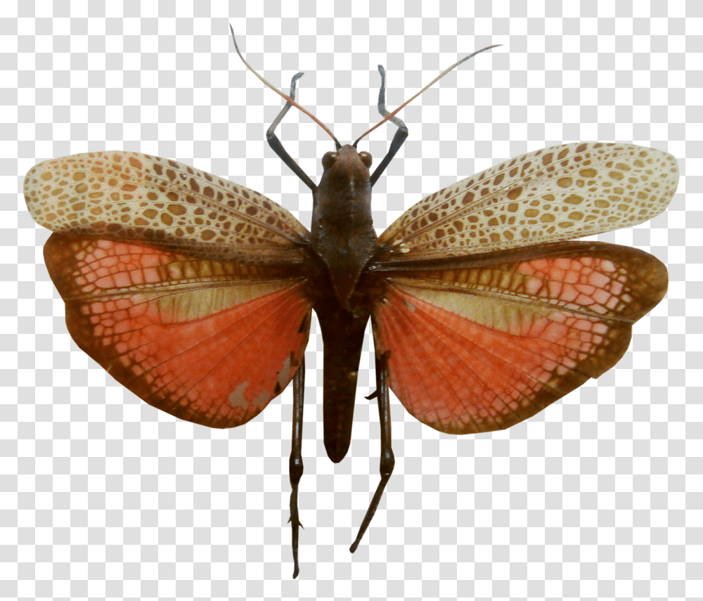 Riodinidae, Insect, Invertebrate, Animal, Butterfly Transparent Png