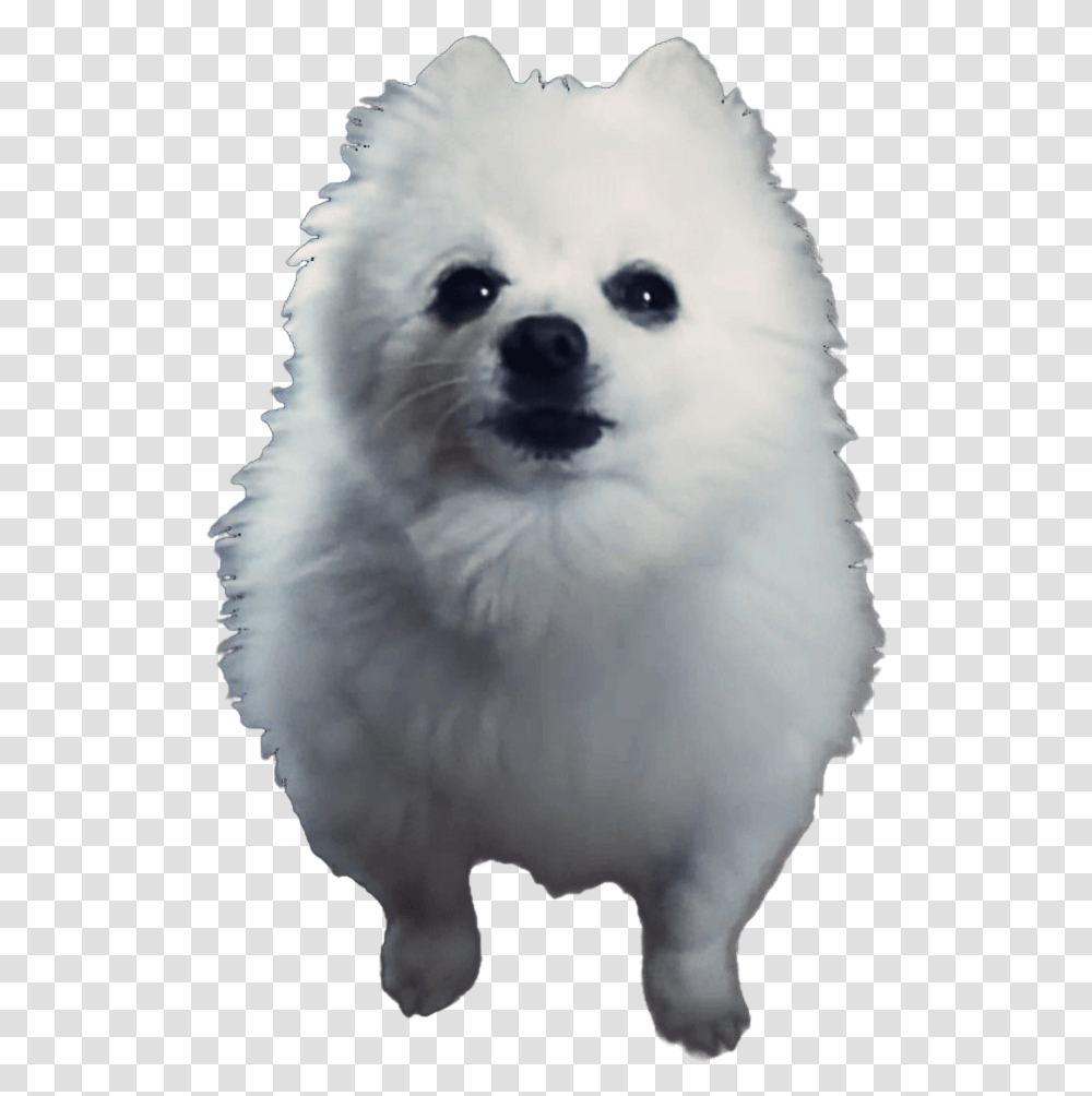 Rip Gabe The Doggobork On In Heaven Gabe Gabe The Dog, Canine, Mammal, Animal, Pet Transparent Png