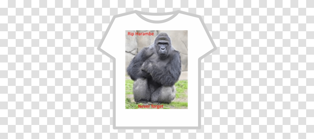 Rip Harambe Roblox Harambe Meme, Ape, Wildlife, Mammal, Animal Transparent Png