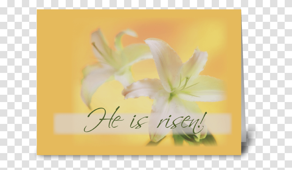 Risen Easter Lilies Greeting Card Lily, Plant, Flower, Blossom Transparent Png