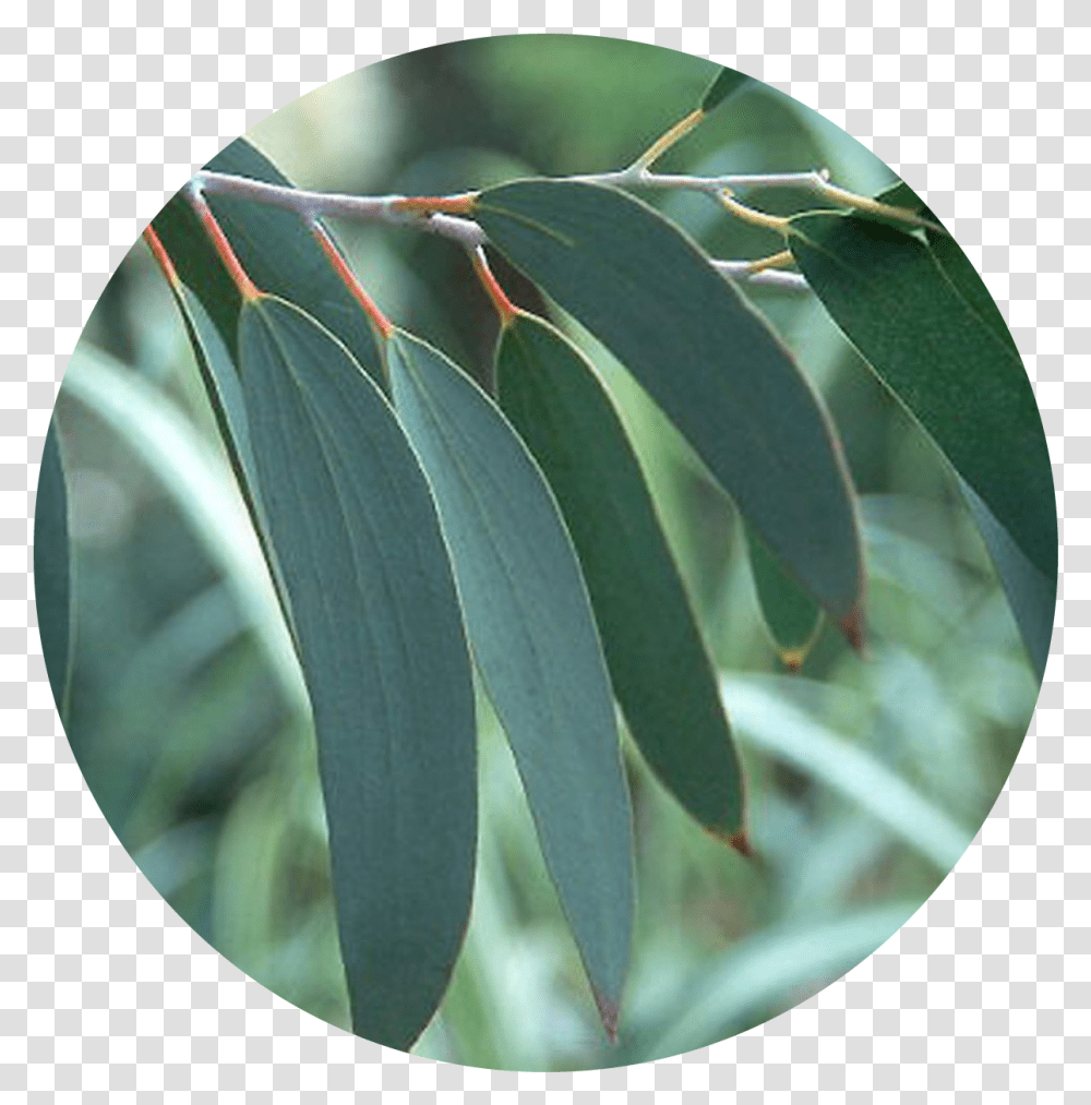 Rising Demand For Eucalyptus Oil Frunze De Eucalipt, Leaf, Plant, Flower, Blossom Transparent Png