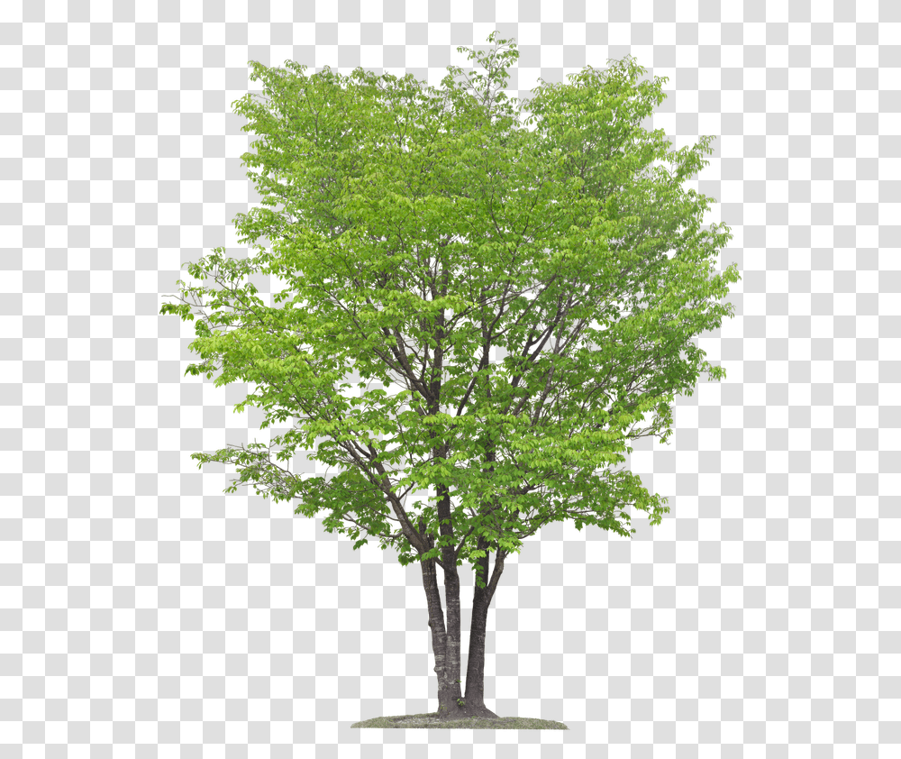 River Birch Multi Stem Tree, Plant, Maple, Oak, Sycamore Transparent Png