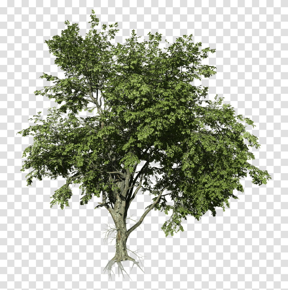 River Birch, Tree, Plant, Oak, Maple Transparent Png
