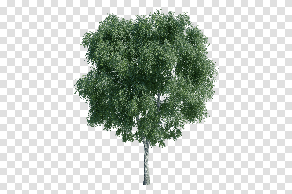 River Birch, Tree, Plant, Oak, Sycamore Transparent Png