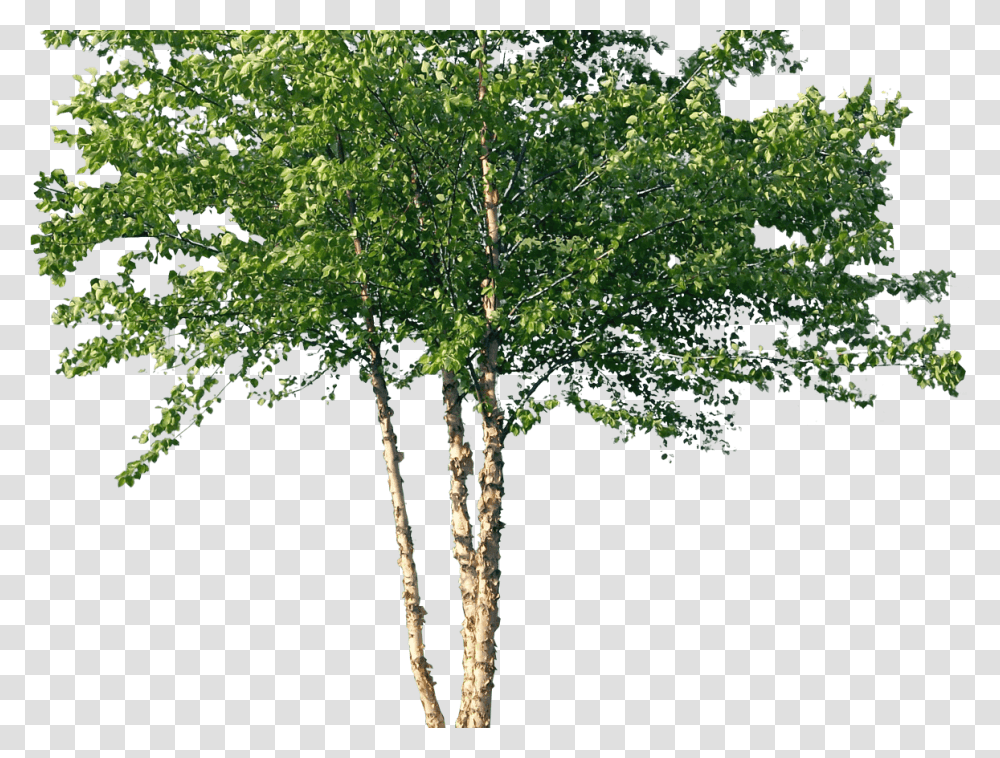 River Birch Tree, Plant, Tree Trunk Transparent Png