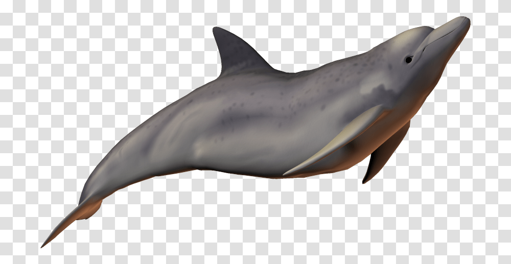 River Dolphin Baiji Bottlenose Clear Background Dolphins, Shark, Sea Life, Fish, Animal Transparent Png