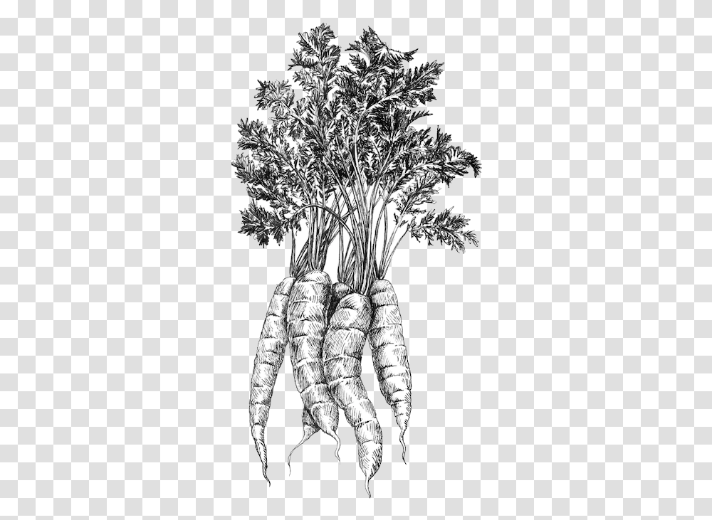 River Run Farm Baby Carrot, Plant, Vegetable, Food, Root Transparent Png