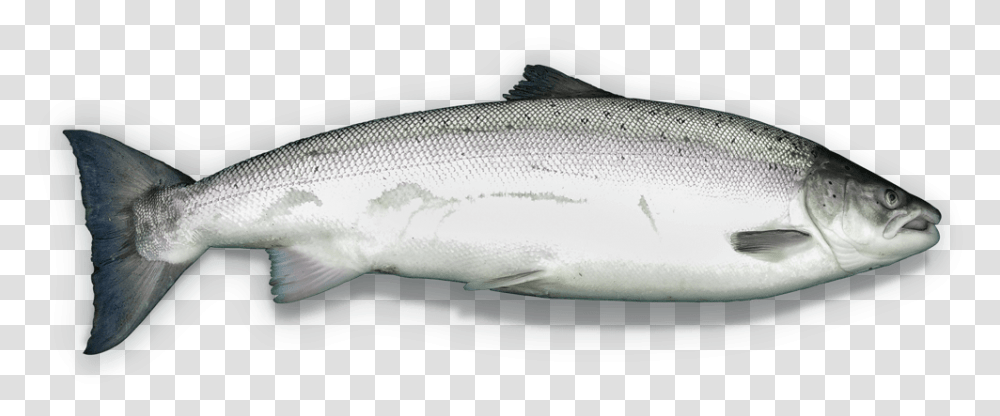 River Skjern, Coho, Fish, Animal, Sea Life Transparent Png