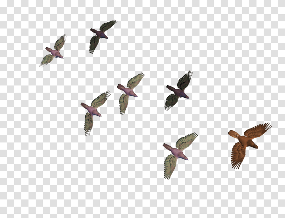 Rj Edits Flying Birds, Animal, Hummingbird, Fish, Flower Transparent Png