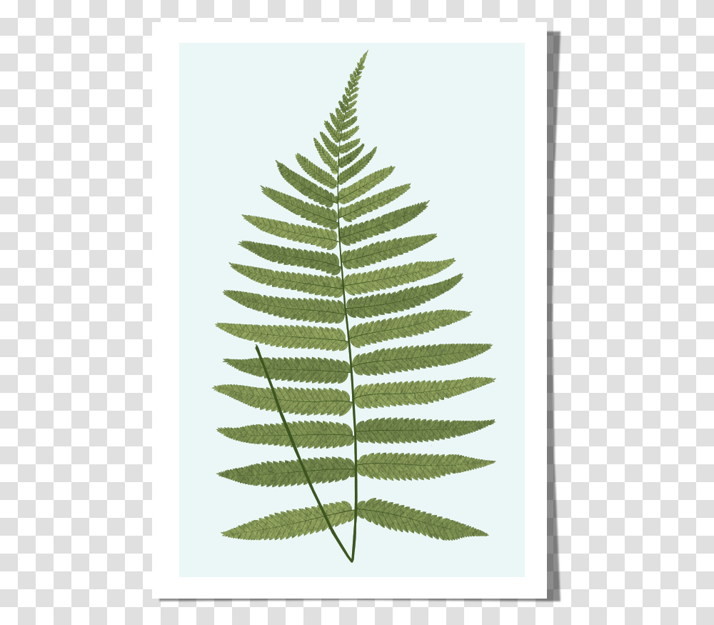 Rkr Print Fern Ostrich Fern, Plant, Christmas Tree, Ornament Transparent Png