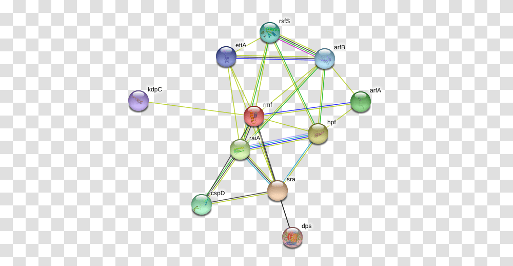 Rmf Protein Circle, Network, Diagram Transparent Png