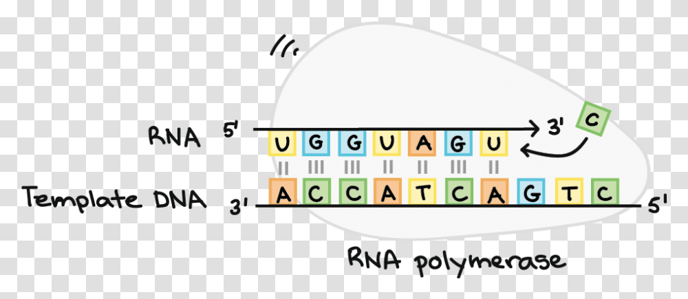Rna Polymerase Synthesizes An Rna Strand Complementary Graphic Design, Word, Number Transparent Png