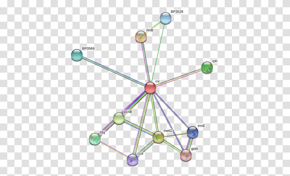 Rnr Protein Circle, Bow, Network, Diagram Transparent Png