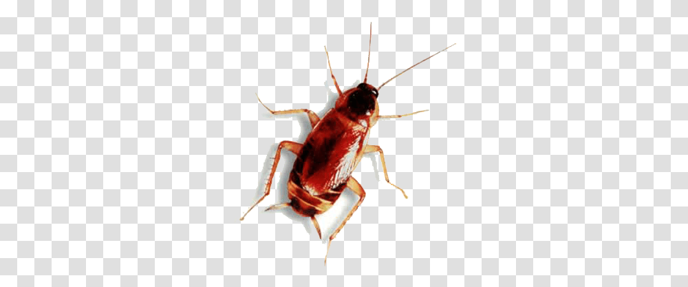 Roach Animal Has Six Legs, Insect, Invertebrate, Cockroach, Cricket Insect Transparent Png
