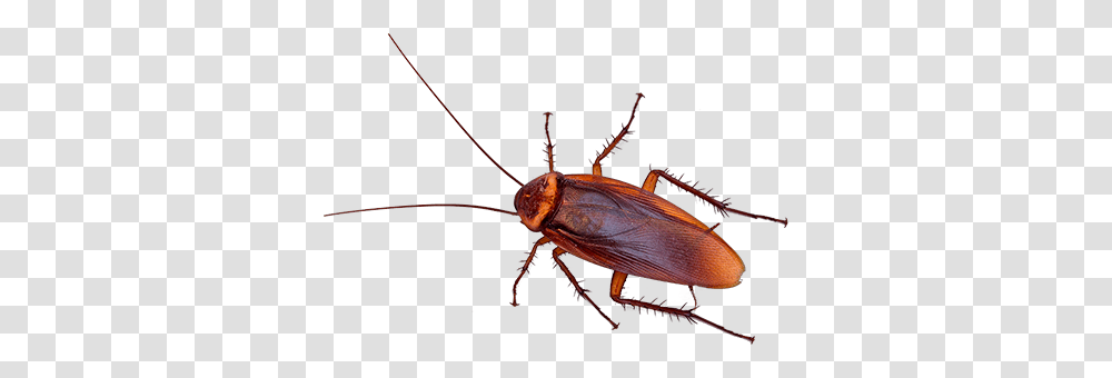 Roach Download Image Arts, Cockroach, Insect, Invertebrate, Animal Transparent Png