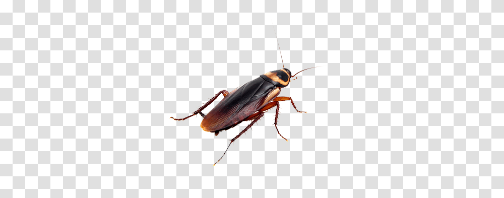 Roach Download Image Arts, Insect, Invertebrate, Animal, Cockroach Transparent Png