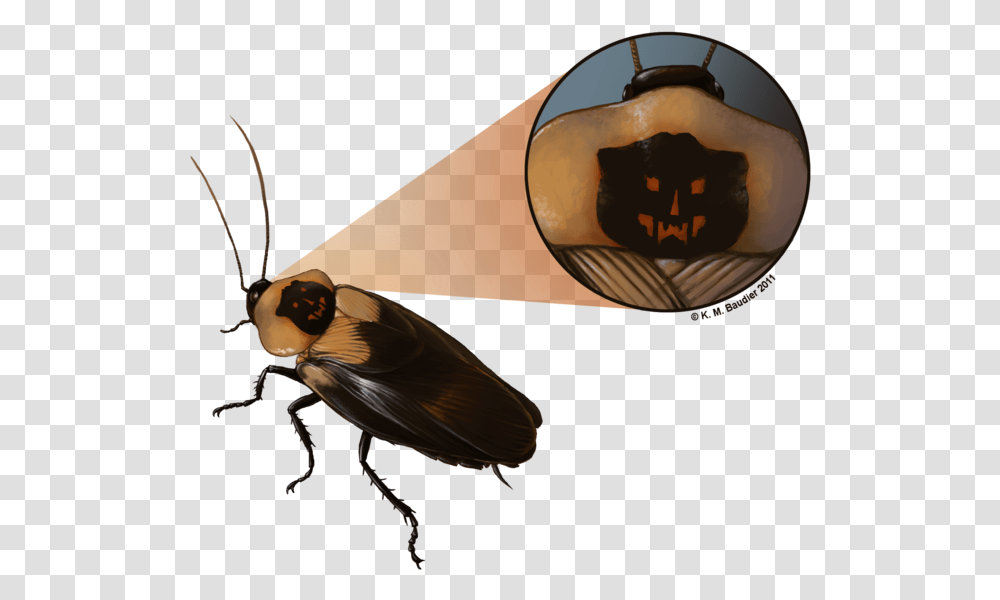 Roach Drawing Cute Death's Head Cockroach, Bird, Animal, Insect, Invertebrate Transparent Png