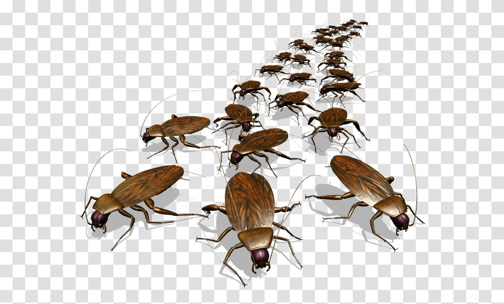 Roach Drawing Photos Cowboys Cockroach Meme, Insect, Invertebrate, Animal, Bird Transparent Png