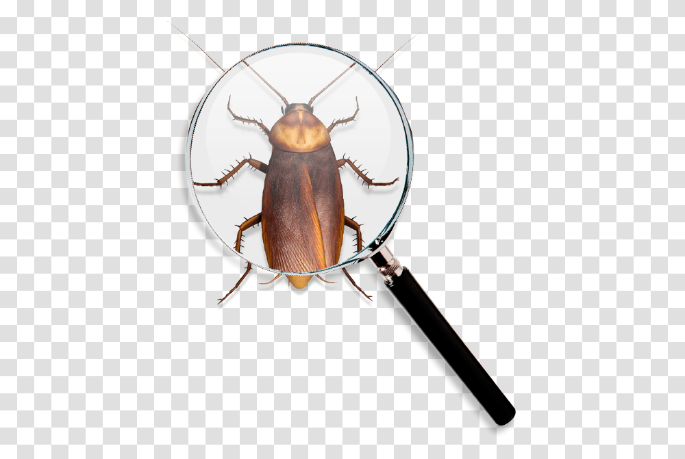 Roach Find Longhorn Beetle, Bow, Insect, Invertebrate, Animal Transparent Png