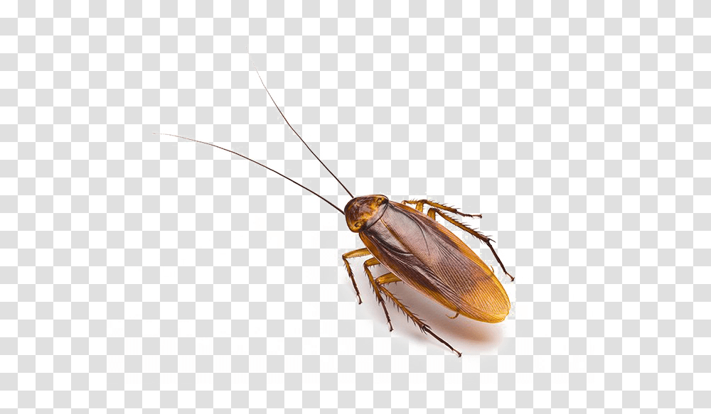 Roach Free Download Arts, Insect, Invertebrate, Animal, Cockroach Transparent Png