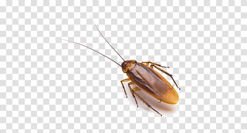 Roach Free Download Roach, Cockroach, Insect, Invertebrate, Animal Transparent Png