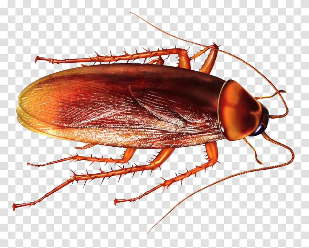 Roach Free Image Arts, Cockroach, Insect, Invertebrate, Animal Transparent Png