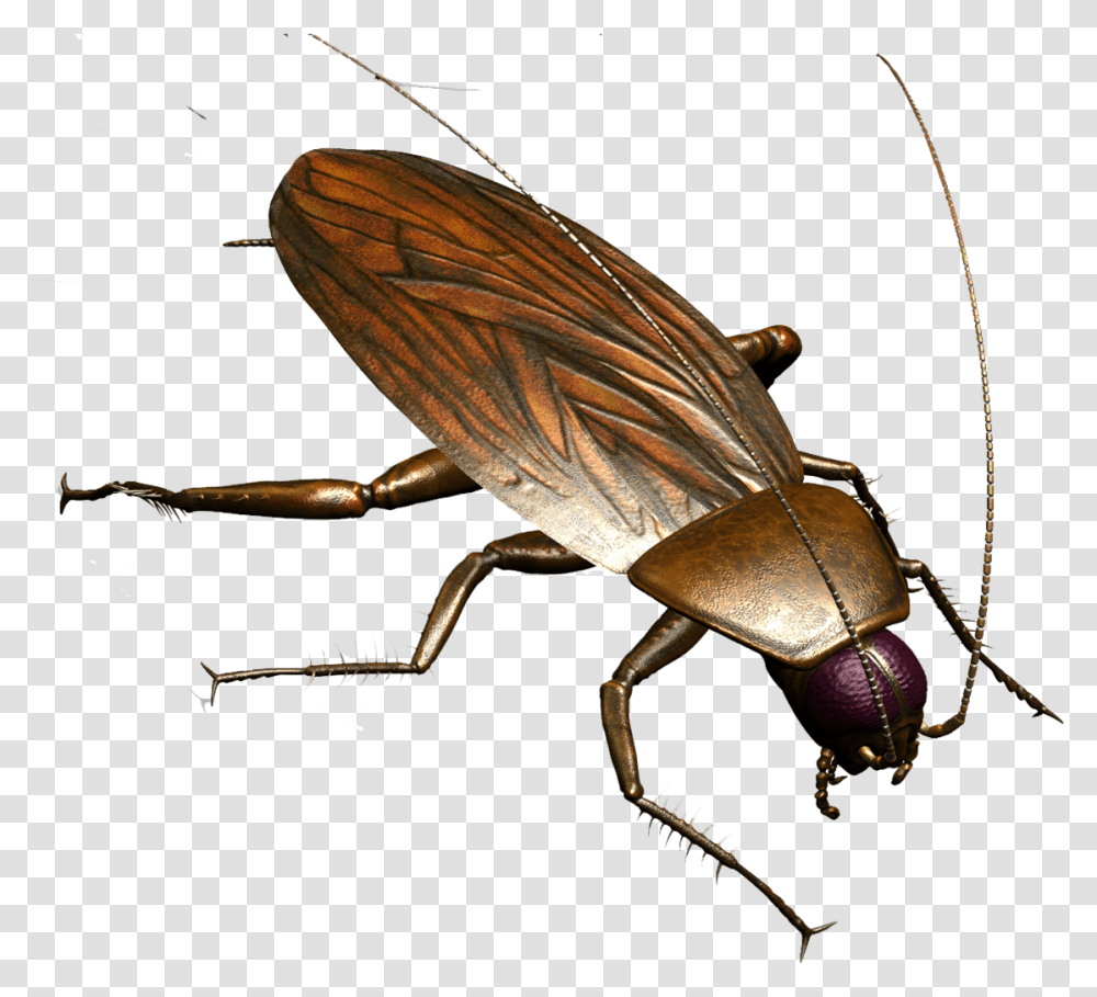 Roach Hnh V Con Gin, Insect, Invertebrate, Animal, Cockroach Transparent Png