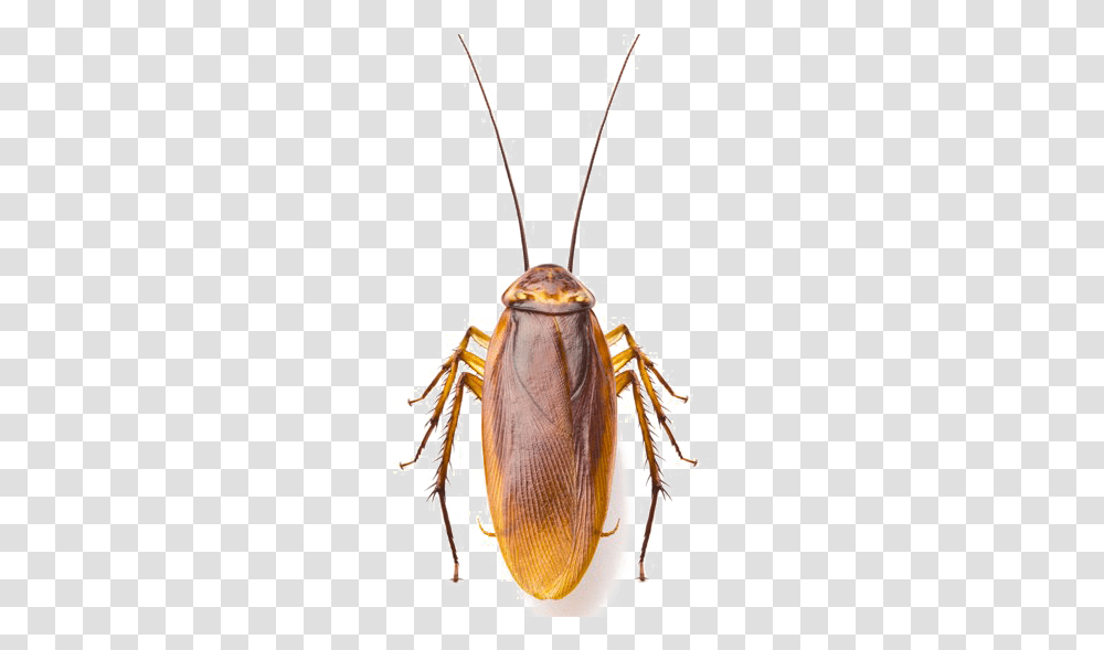 Roach Image Cockroach Images Hd, Construction Crane, Insect, Invertebrate, Animal Transparent Png