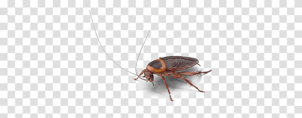 Roach Image Cockroach, Insect, Invertebrate, Animal, Construction Crane Transparent Png