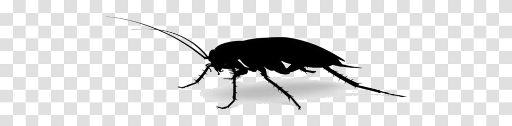 Roach Image For Download Mosquito, Insect, Invertebrate, Animal, Cockroach Transparent Png