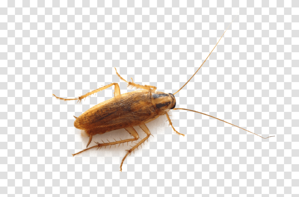 Roach Image German Cockroach Cockroach Uk, Insect, Invertebrate, Animal Transparent Png